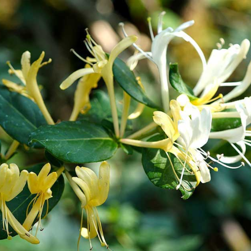 CHIẾT XUẤT KIM NGÂN HOA (Kháng viêm)